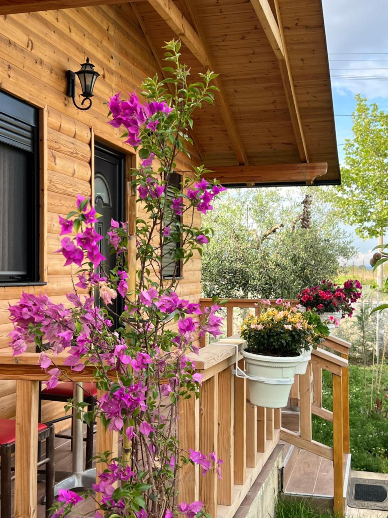 Dimal Berat Ferienhaus Pashalli
