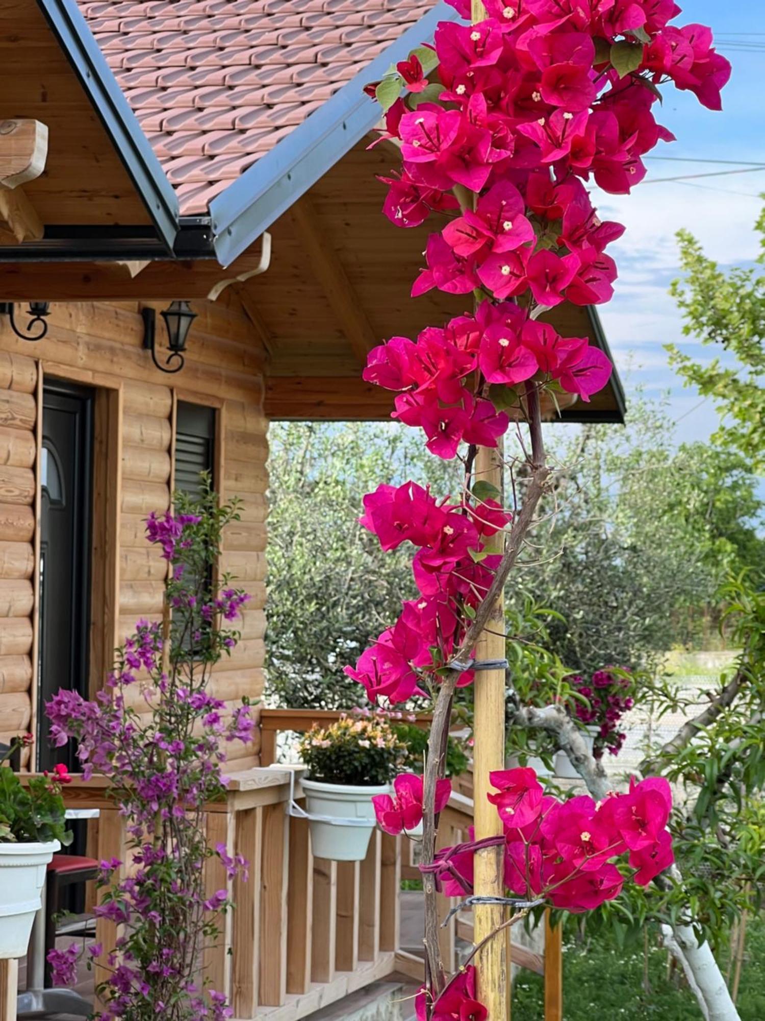 Ferienhaus Dimal Berat